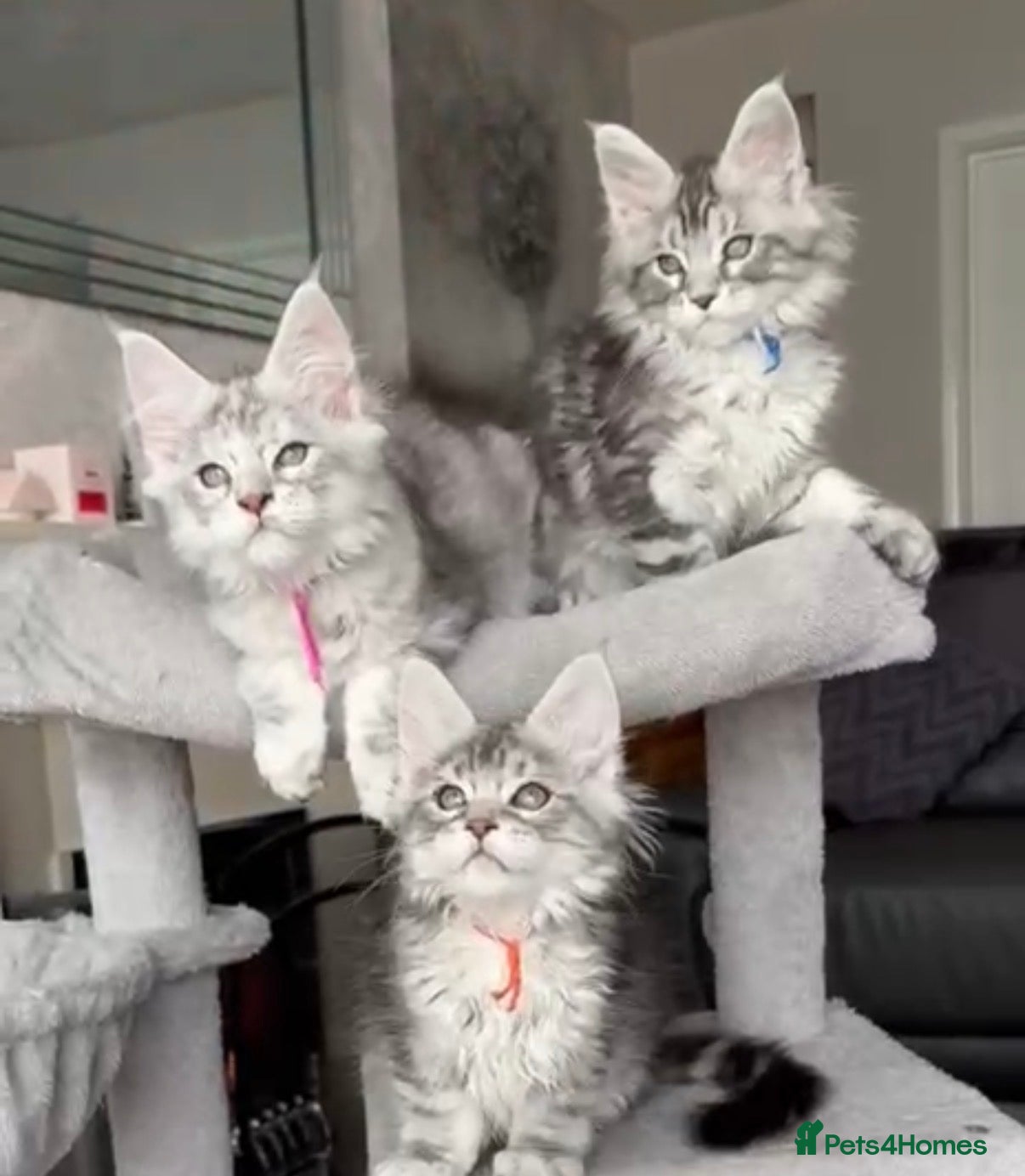 Maine Coon cats Several litters of Outstanding pedigree kittens  - Advert 11