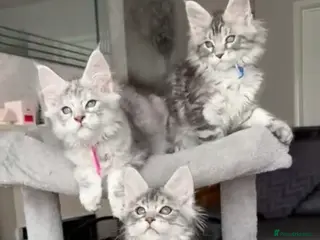 Maine Coon cats Several litters of Outstanding pedigree kittens - Advert 11