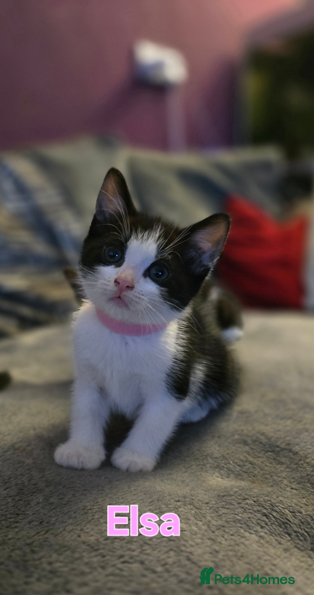 Mixed Breed cats for sale: Adorable black and white kittens - Image 6