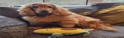 Cocker Spaniel dogs for sale: Senior Dog - Advert 1