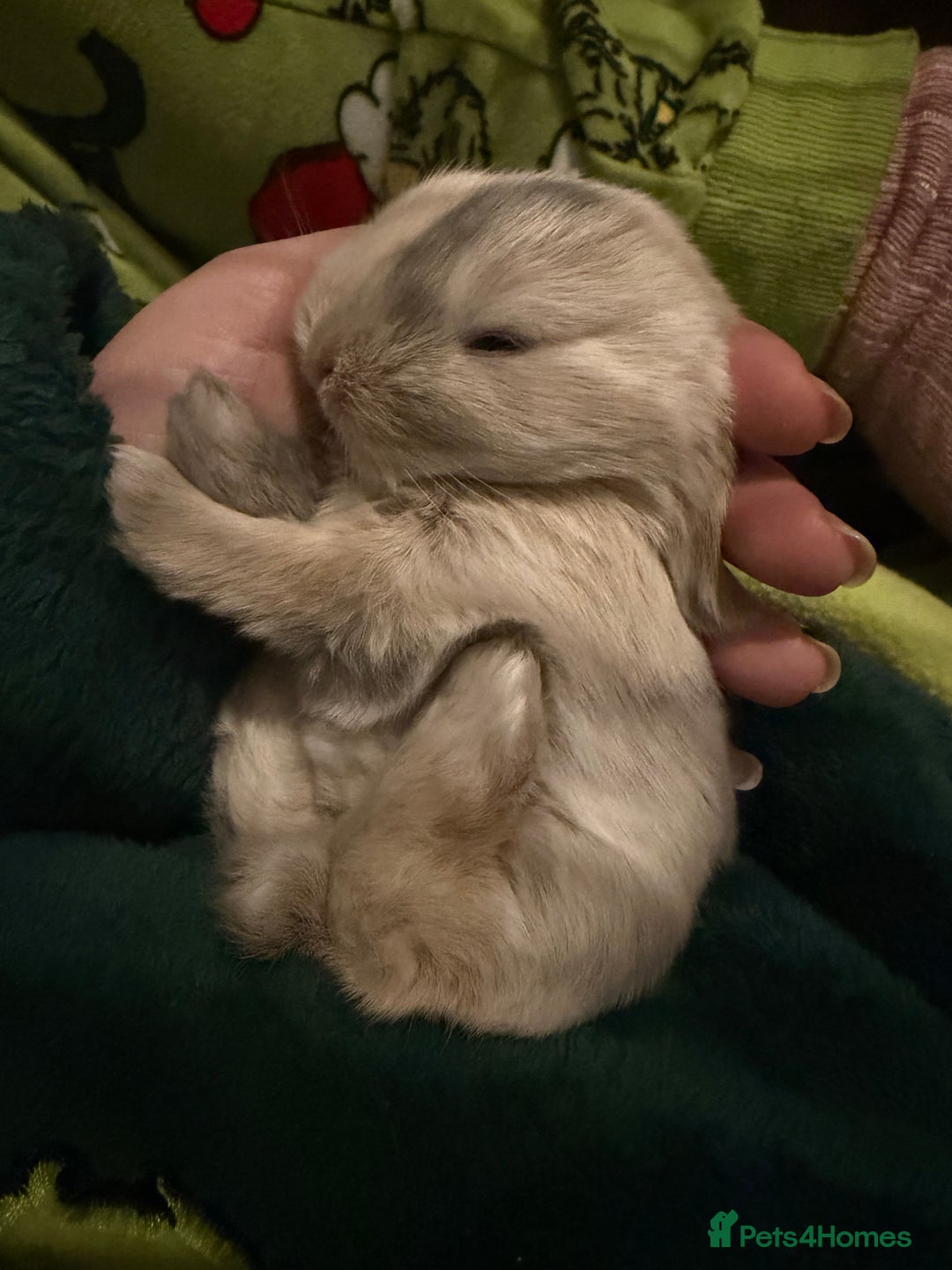 Mini Lop rabbits for sale: 5 Beautiful Baby Mini Lop Rabbits  - Advert 11