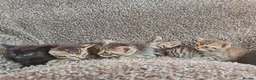 Mixed Breed cats for sale: Kittens for sale  - Advert 34