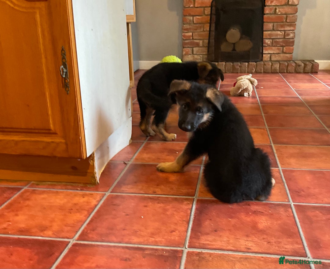 German Shepherd dogs for sale: 25 years experience  breeding German Shepherds - Image 5