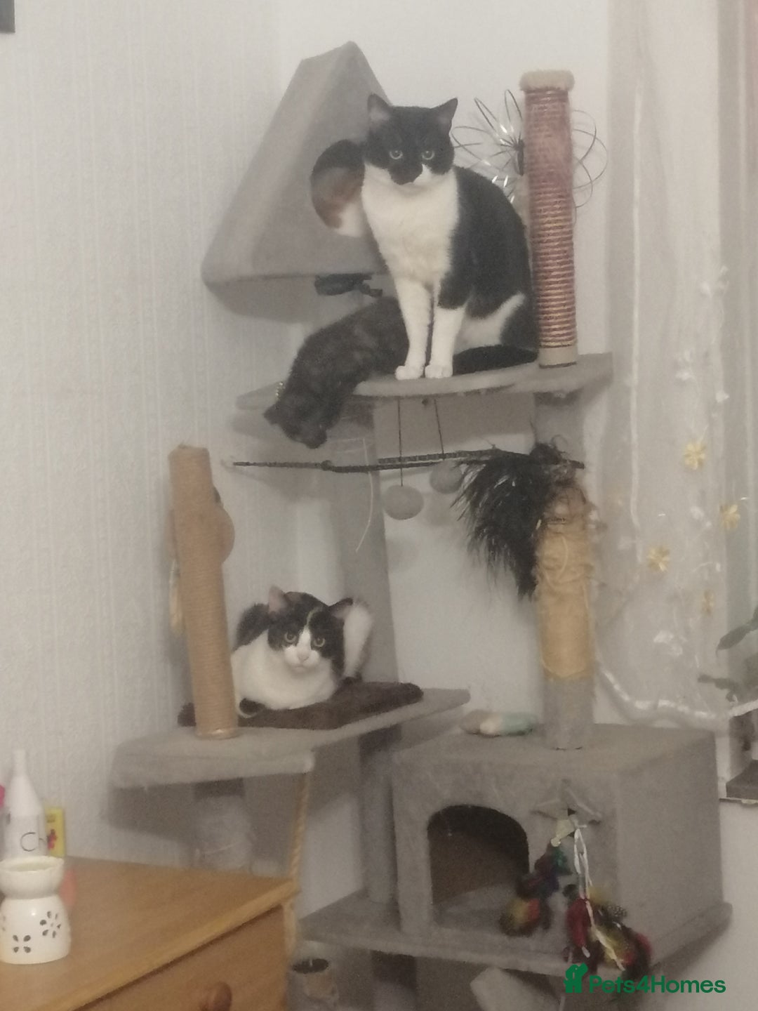 British Shorthair cats for sale: White and black female and male cats - Image 20