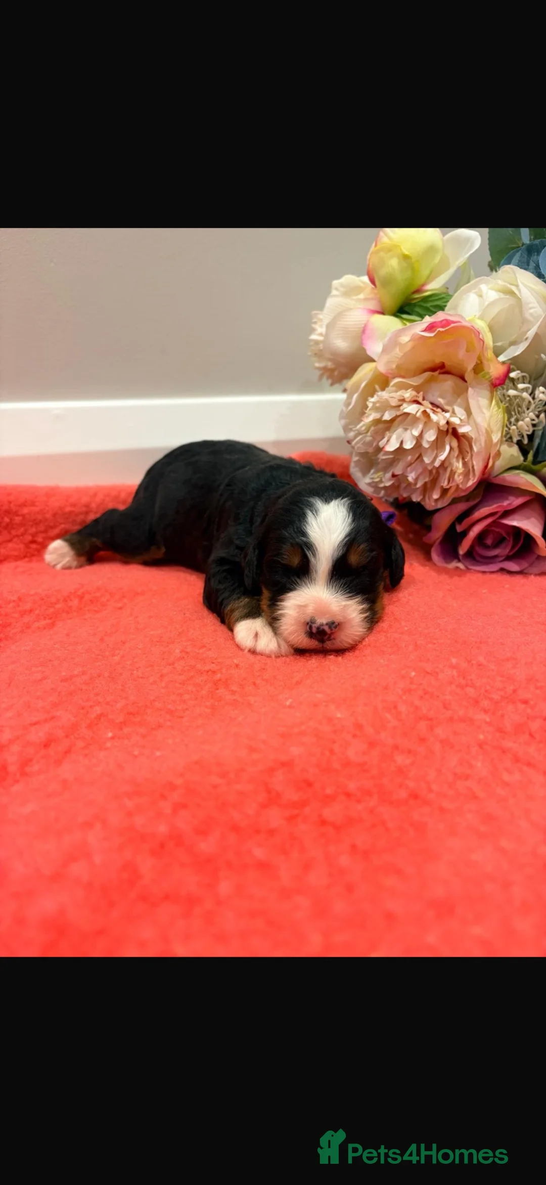 Bernese Mountain Dog dogs for sale: Bernese mountain pups  - Advert 2