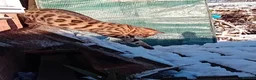 Bengal cats for sale: 🐾 Stunning Full Bengal Kittens – £600 Each 🐾 - Advert 2