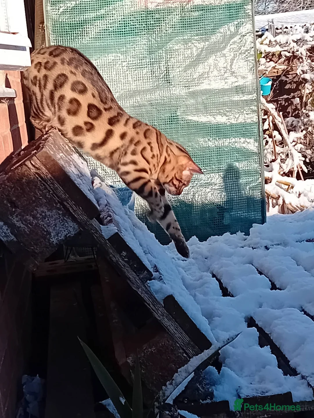 Bengal cats for sale: 🐾 Stunning Full Bengal Kittens – £600 Each 🐾 - Advert 2