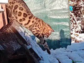 Bengal cats 🐾 Stunning Full Bengal Kittens – £600 Each 🐾 - Advert 1