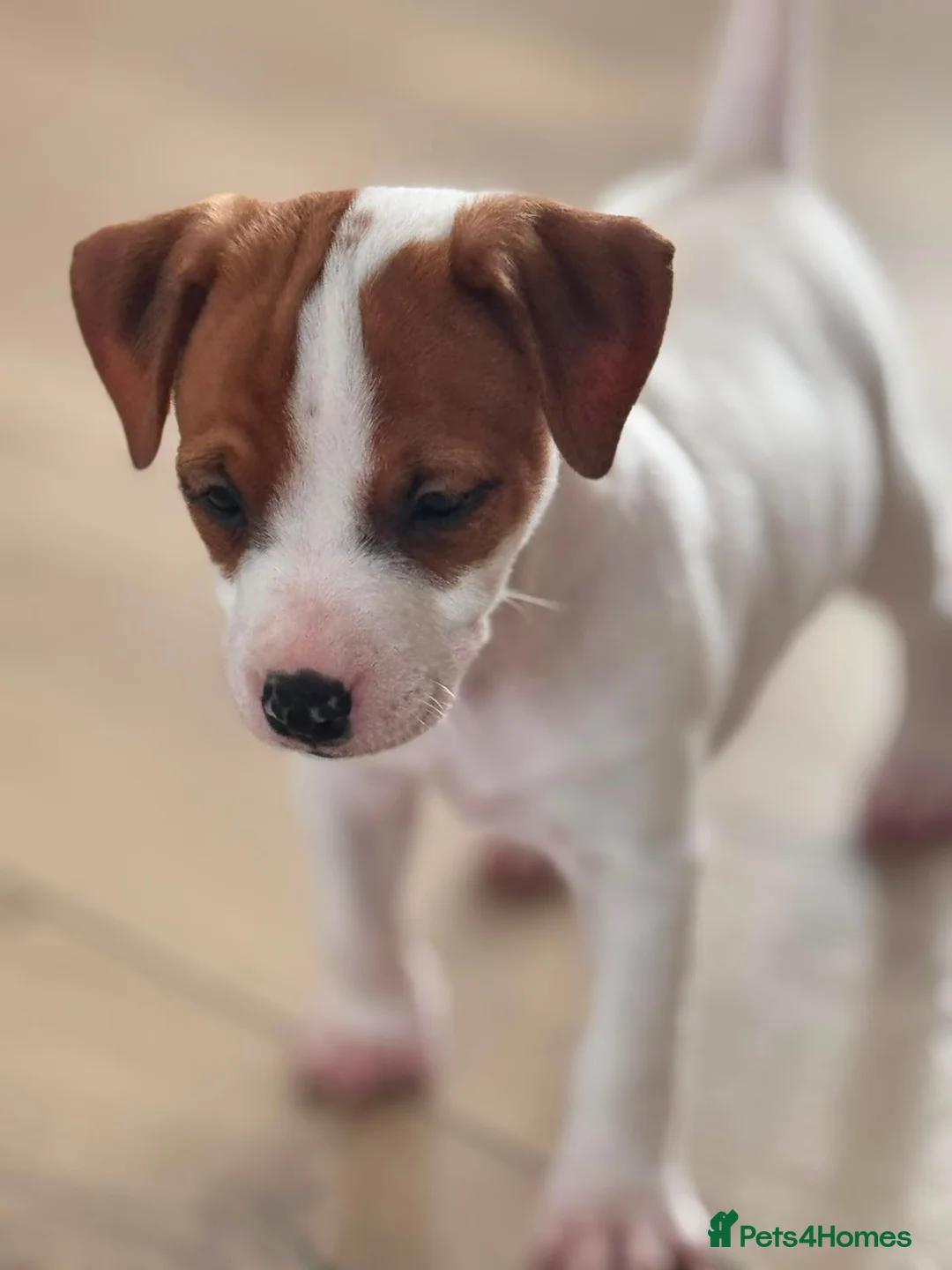Jack Russell dogs for sale: Smooth coated jack russels  in Nottingham - Advert 1