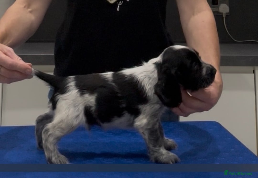 Cocker Spaniel dogs for sale: Blue Roan Show Cocker Spaniels  - Image 12