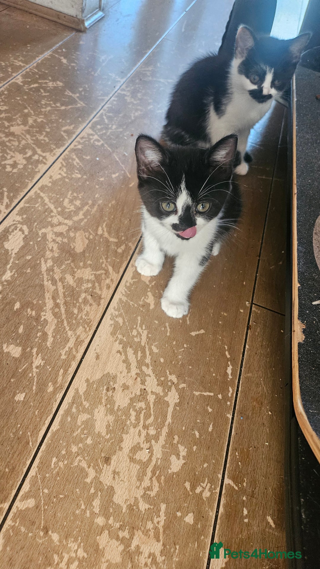 British Shorthair cats for sale: Mixed Domestic & British short-hair kittens £25 - Image 18