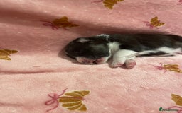 Australian Shepherd dogs for sale: Exceptional Australian Shepherd Puppies - Image 16