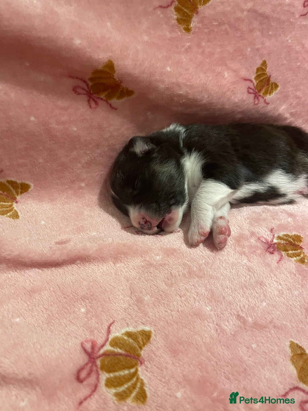 Australian Shepherd dogs for sale: Exceptional Australian Shepherd Puppies - Image 16