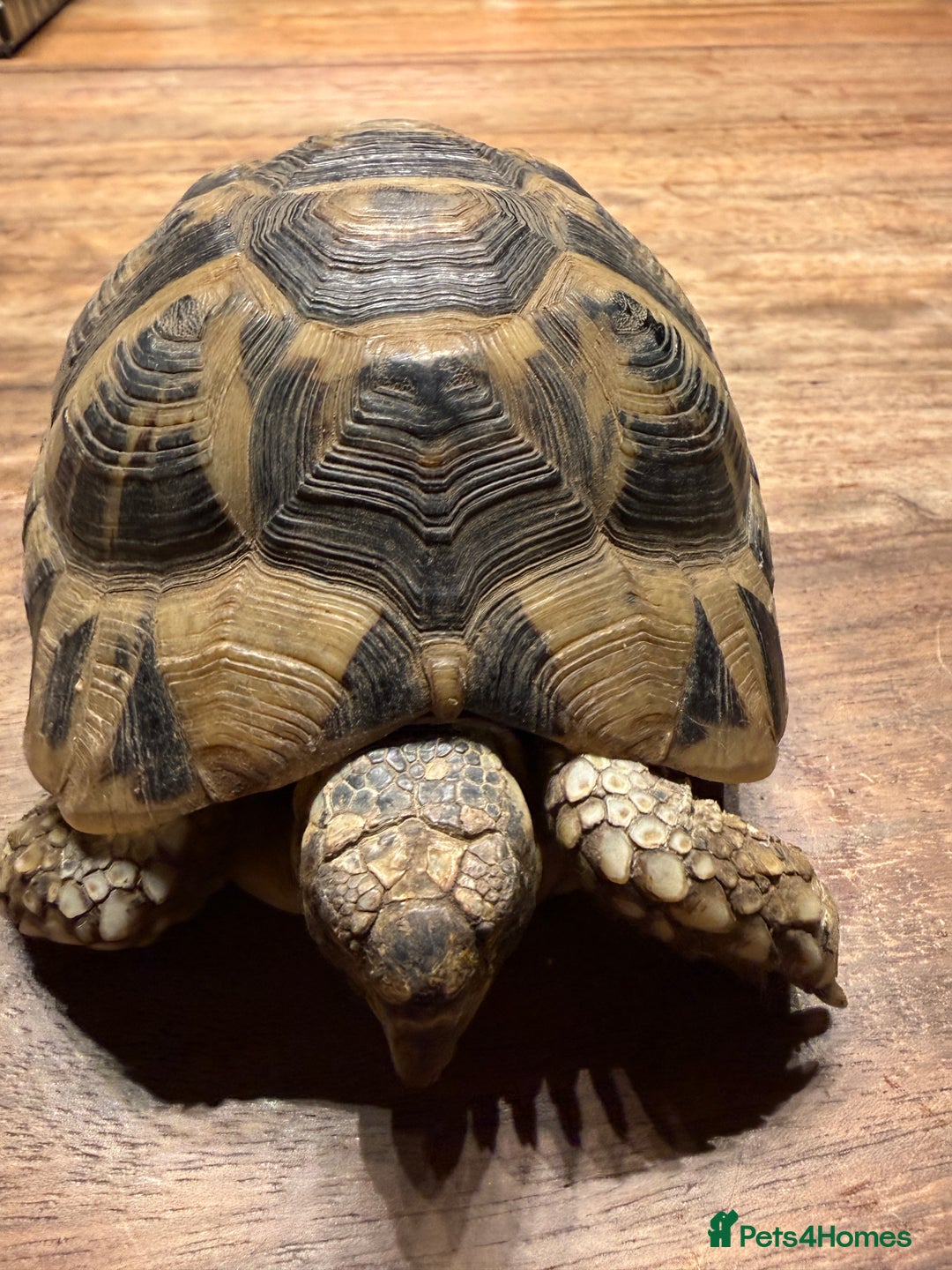 Tortoise reptiles for sale: Lovely Female Spur Thighed Tortoise For sale - Advert 5