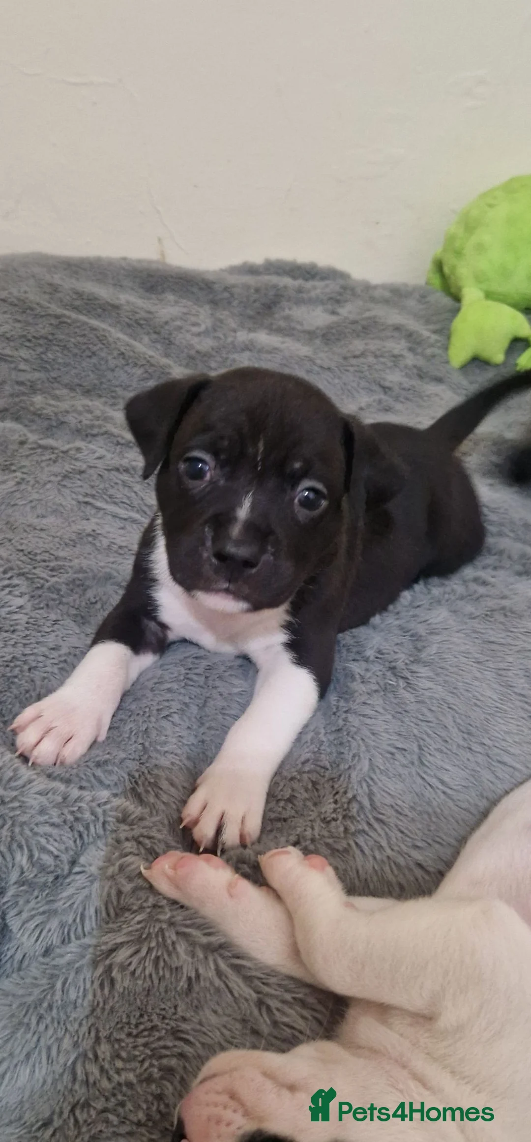 Staffordshire Bull Terrier dogs for sale:  Male Staffordshire bull terrier  - Advert 5