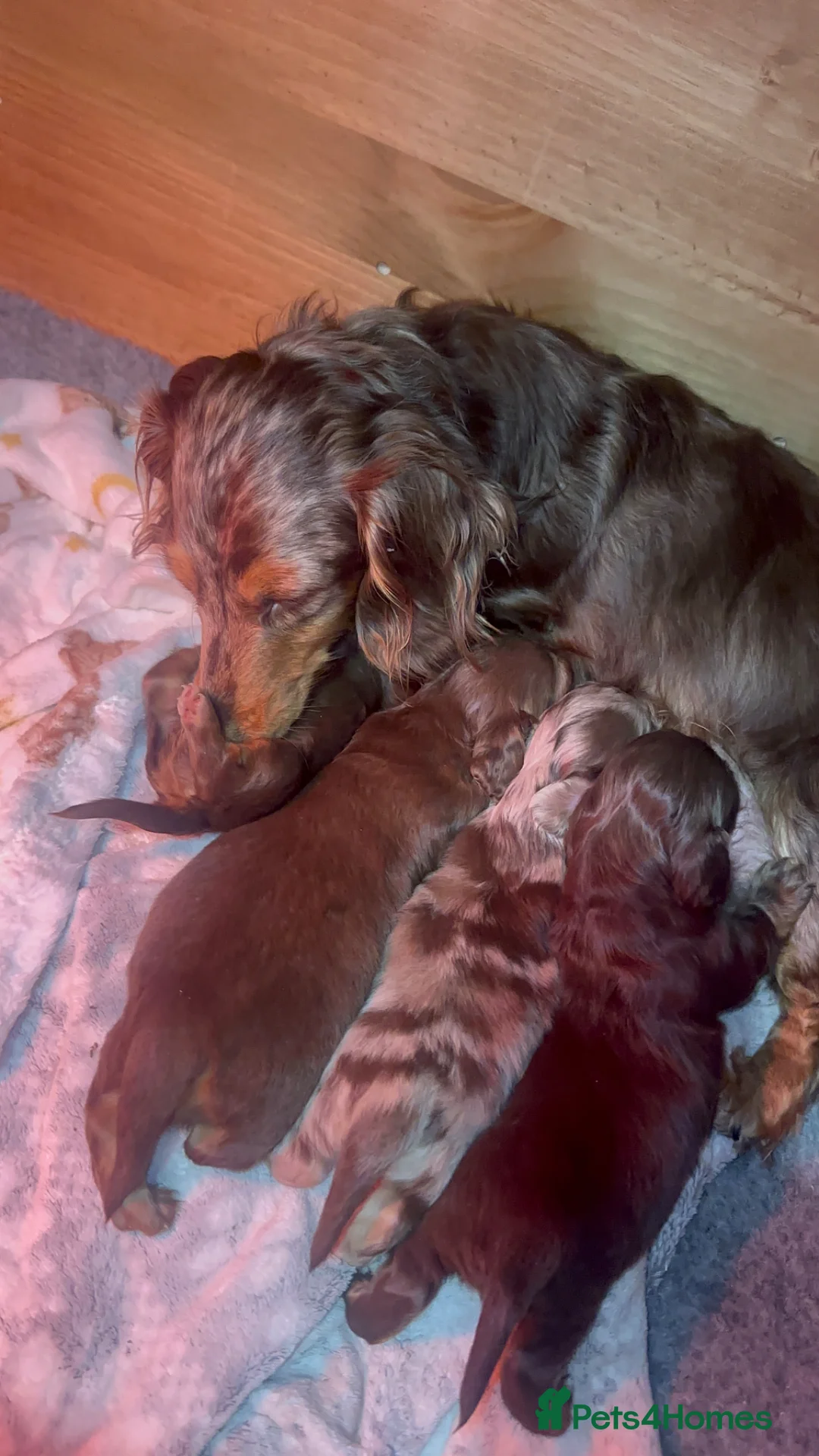 Miniature Dachshund dogs for sale: Miniature Long Haired Dachshund girl  in Congleton - Advert 2