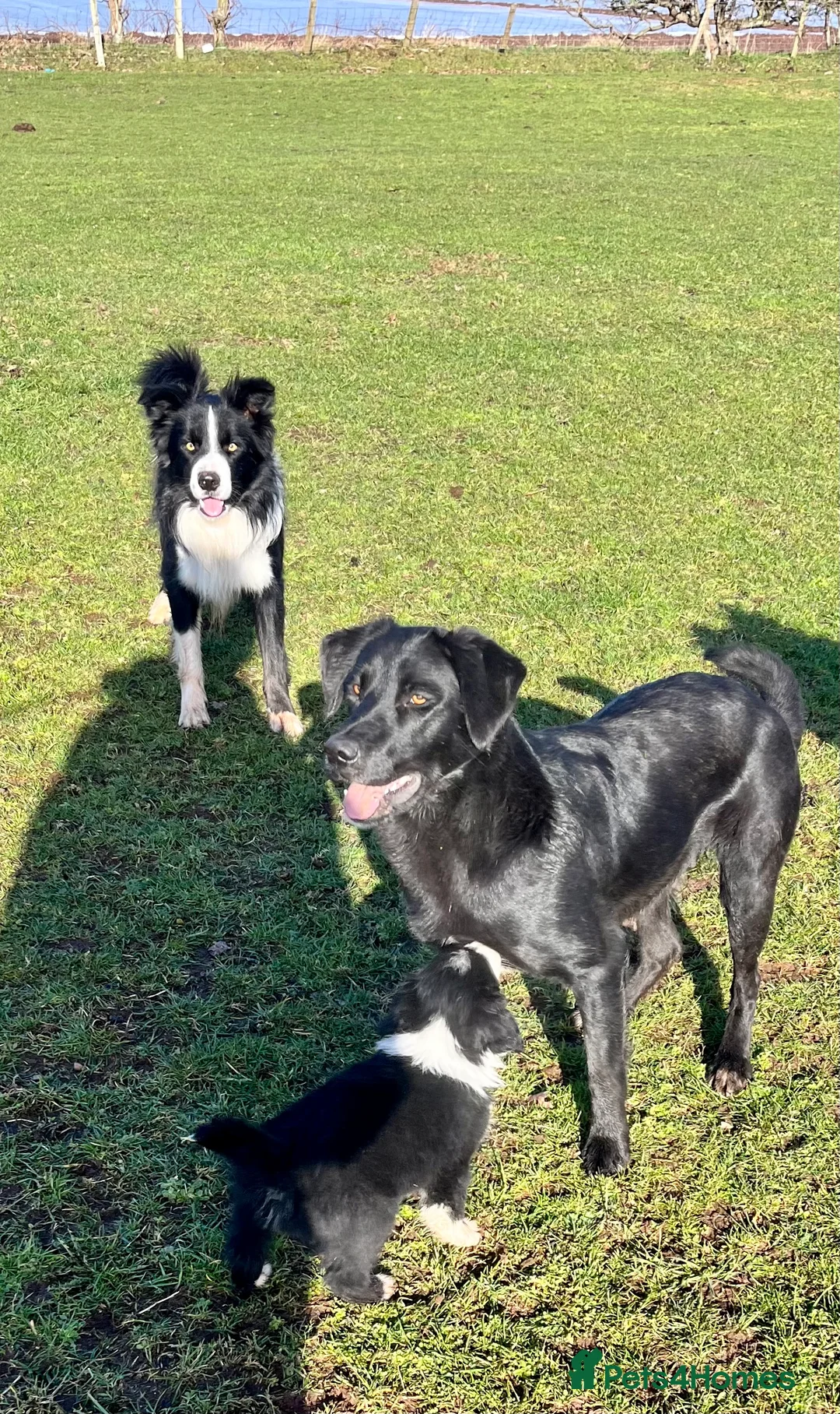 Borador dogs for sale: Beautiful Borador puppies for sale  - Advert 22