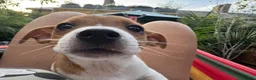 Jack Russell dogs for sale: ONE BOY LEFT - Advert 2