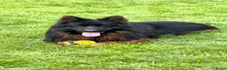 German Shepherd dogs for sale: Top Quality German shepherd Long Hair Puppies 🐾🥰 - Advert 3