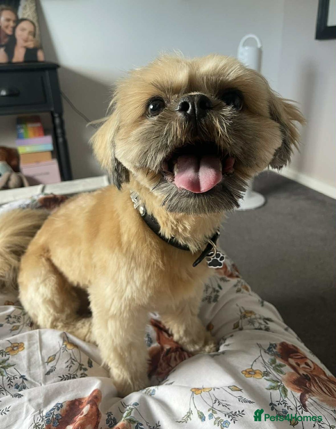 Shih Tzu dogs for sale: Shih tzu older boy - Advert 10