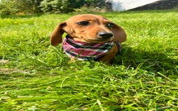 Miniature Dachshund dogs for sale: BEAUTIFUL KC REG & PRA CLEAR MINIS - 0% inbreeding - Image 21