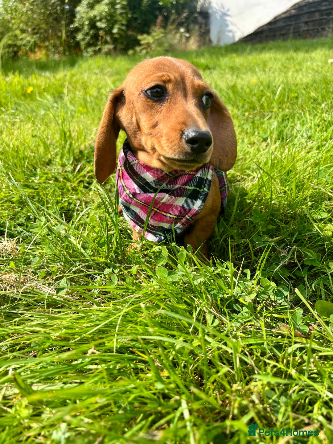 Miniature Dachshund dogs for sale: BEAUTIFUL KC REG & PRA CLEAR MINIS - 0% inbreeding - Image 21