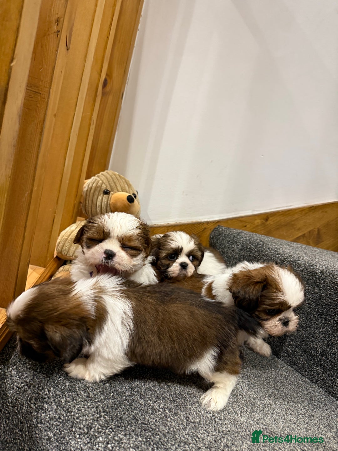 Shih Tzu dogs for sale: Summer Shihtzu Puppies - Image 16