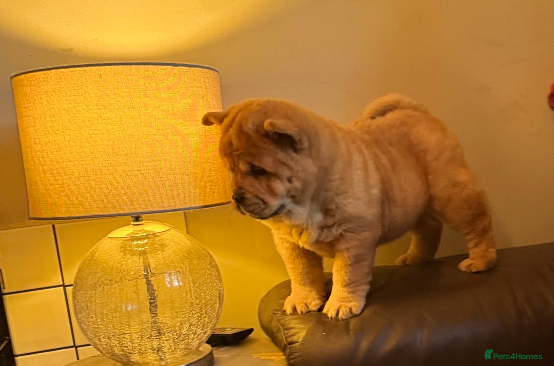 Chow Chow dogs for sale: Meet Buddy - stunning smooth - Advert 16