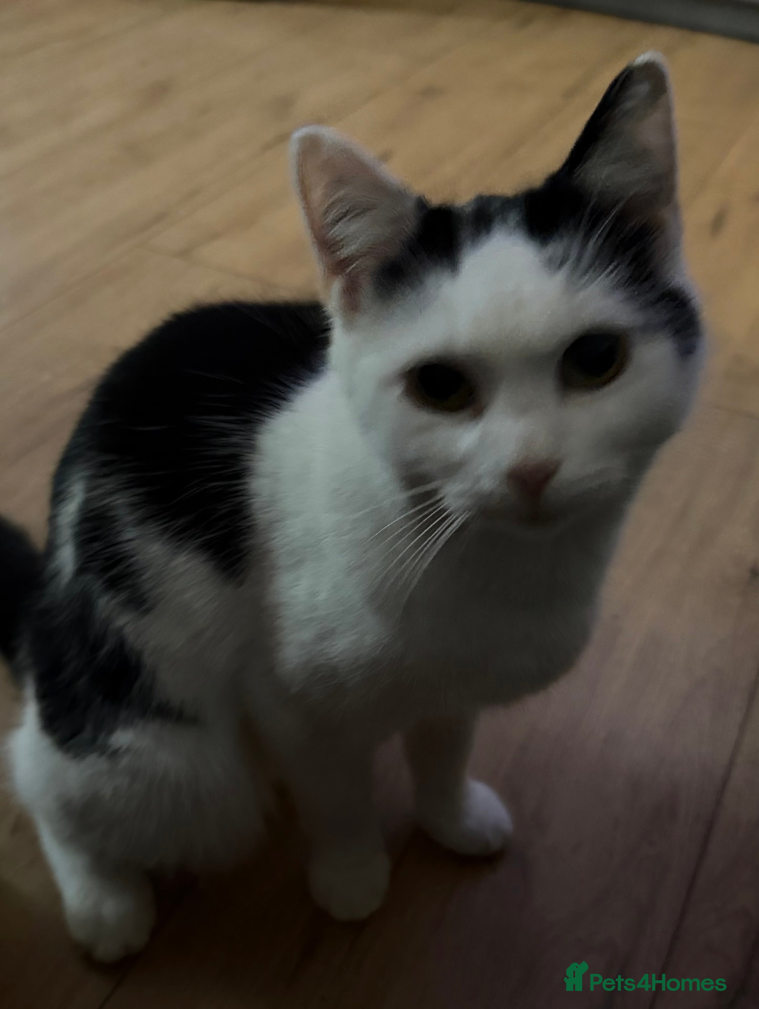 Domestic Shorthair cats 2 female cats approx 1 yr old  - Advert 12