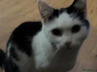 Domestic Shorthair cats 2 female cats approx 1 yr old - Advert 12