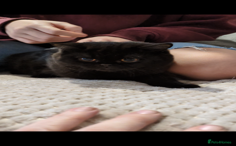 British Shorthair cats - Advert 6