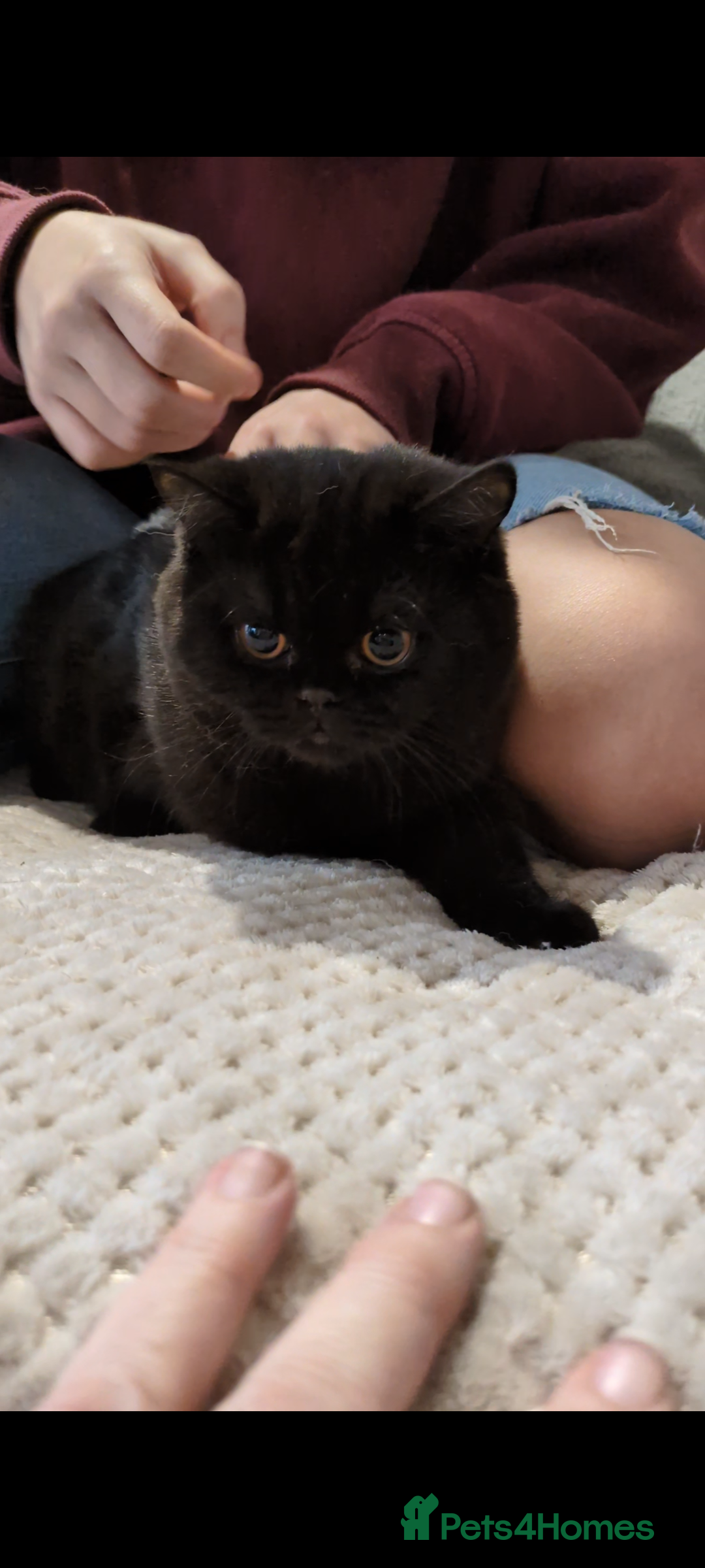 British Shorthair cats for sale: Gorgeous Gccf reg, British shorthair female  - Advert 1