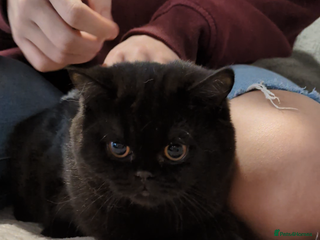 British Shorthair cats - Advert 4