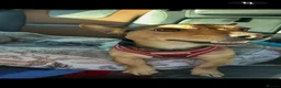 Jack Russell dogs for sale: Jack Russell puppy  - Advert 5