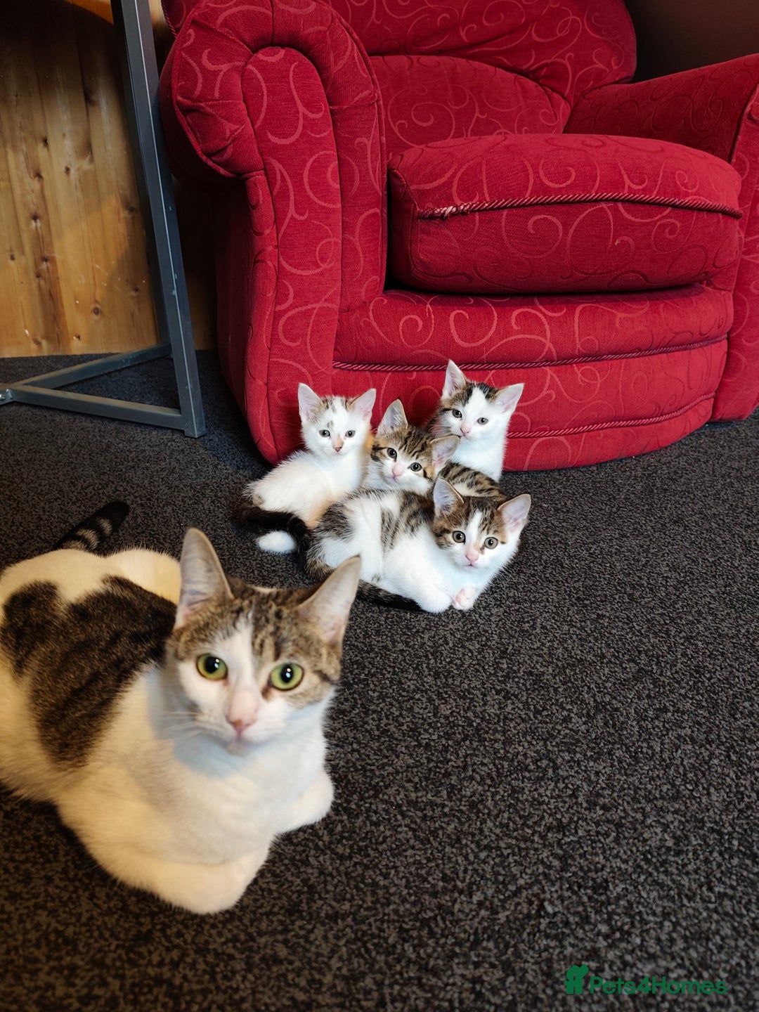 European cats for sale: Young mother. - Advert 3