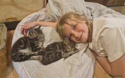 Maine Coon cats for sale: Beautiful Mainecoon X  9 kittens  - Image 39