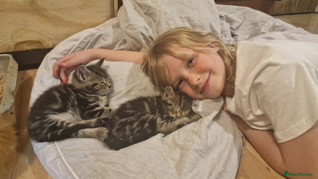 Maine Coon cats for sale: Beautiful Mainecoon X  9 kittens  - Image 39