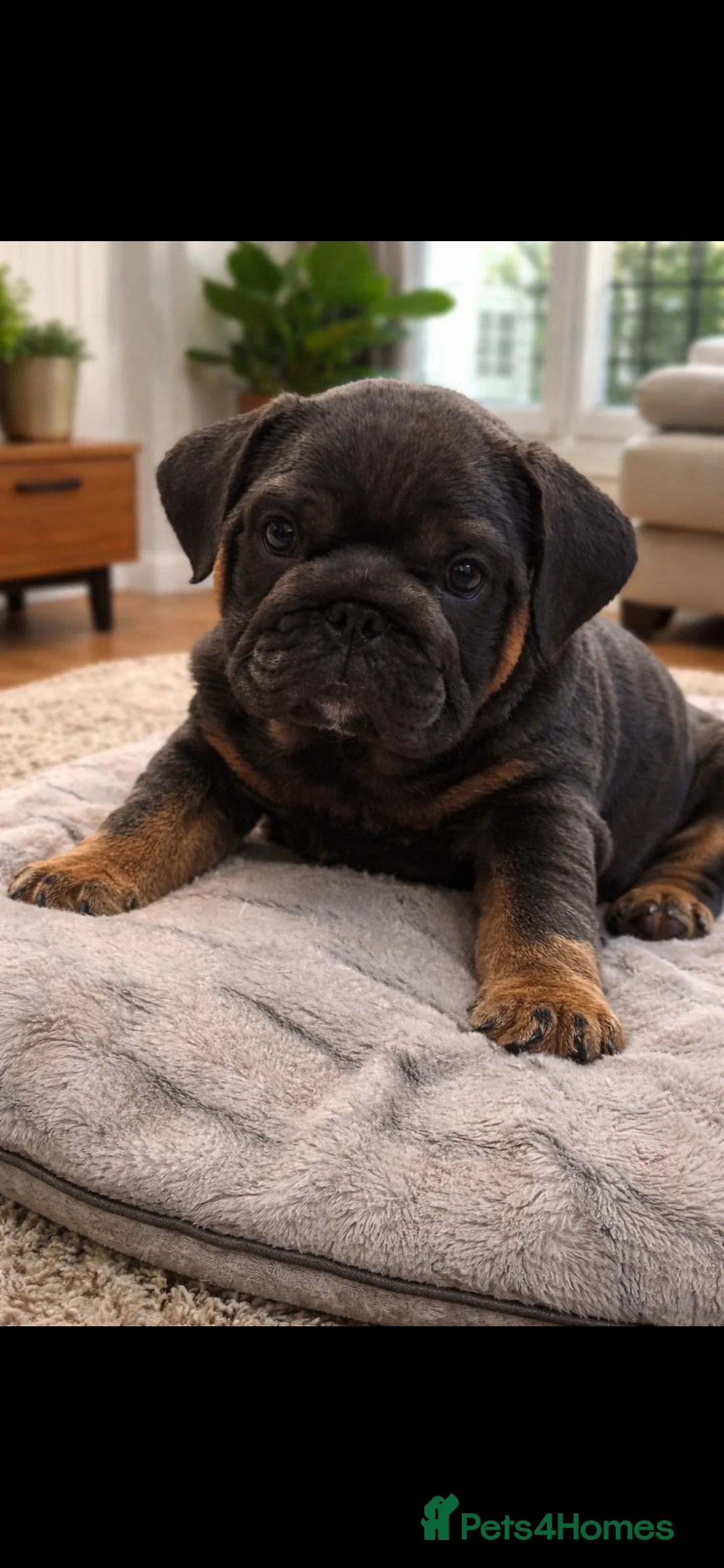 English Bulldog dogs for sale: British bulldogs  - Advert 9