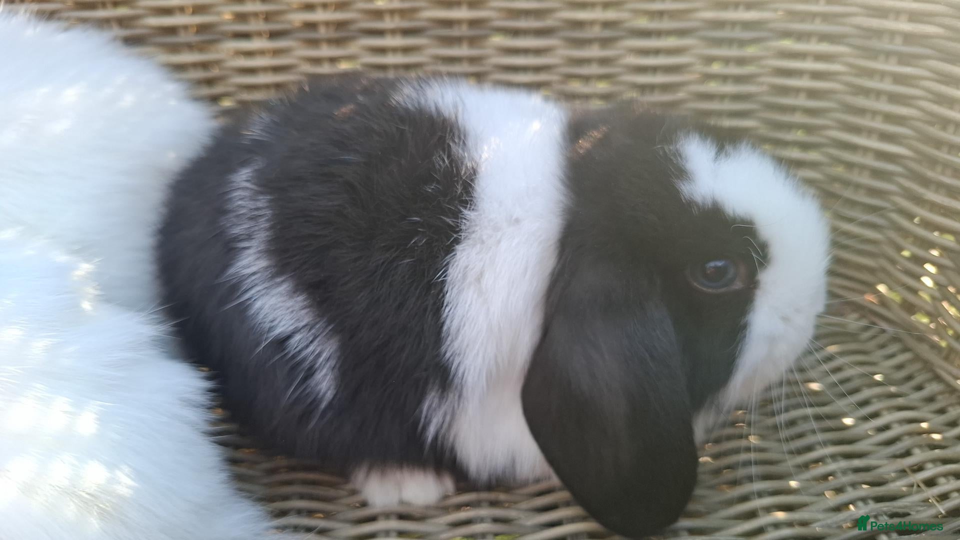 Mixed Breed poultry Mini lop babies ready to be reserved  - Advert 8