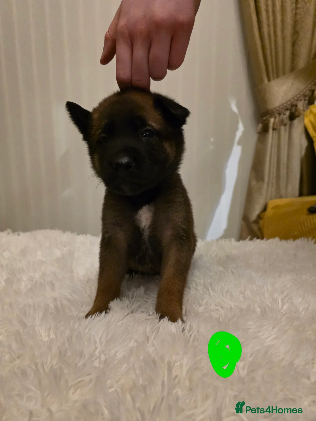 Belgian Shepherd Dog dogs for sale: 🔥🔥Fantastic Belgian Malinois Puppies🔥🔥 - Advert 12