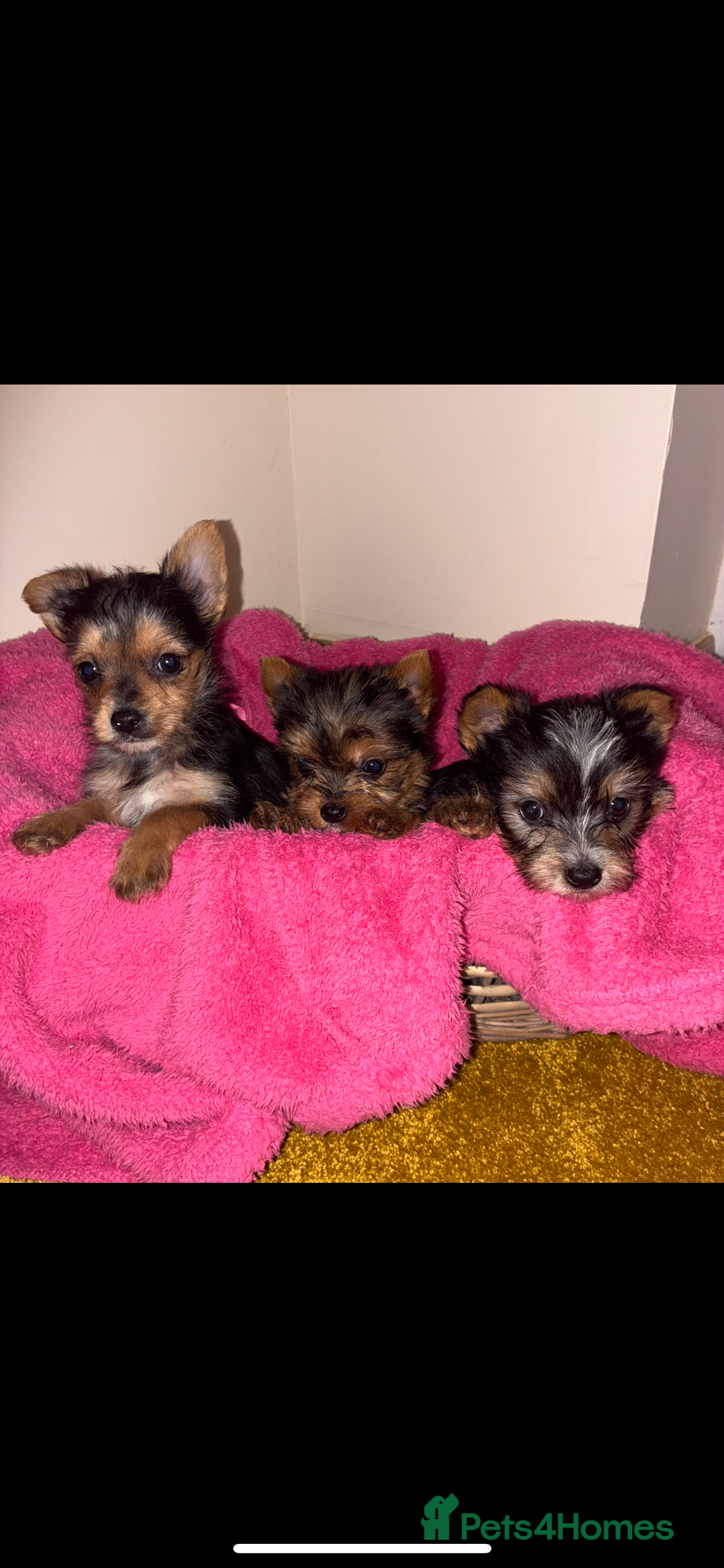 Yorkshire Terrier dogs for sale: Yorkshire terrier puppies for sale  - Advert 2