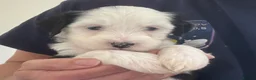 Tibetan Terrier dogs for sale: KC reg Tibetan terrier puppies  - Advert 4