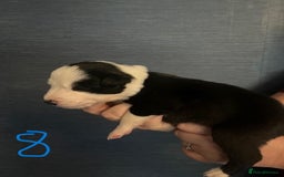 Border Collie dogs for sale: Border Collie Puppies - Image 20