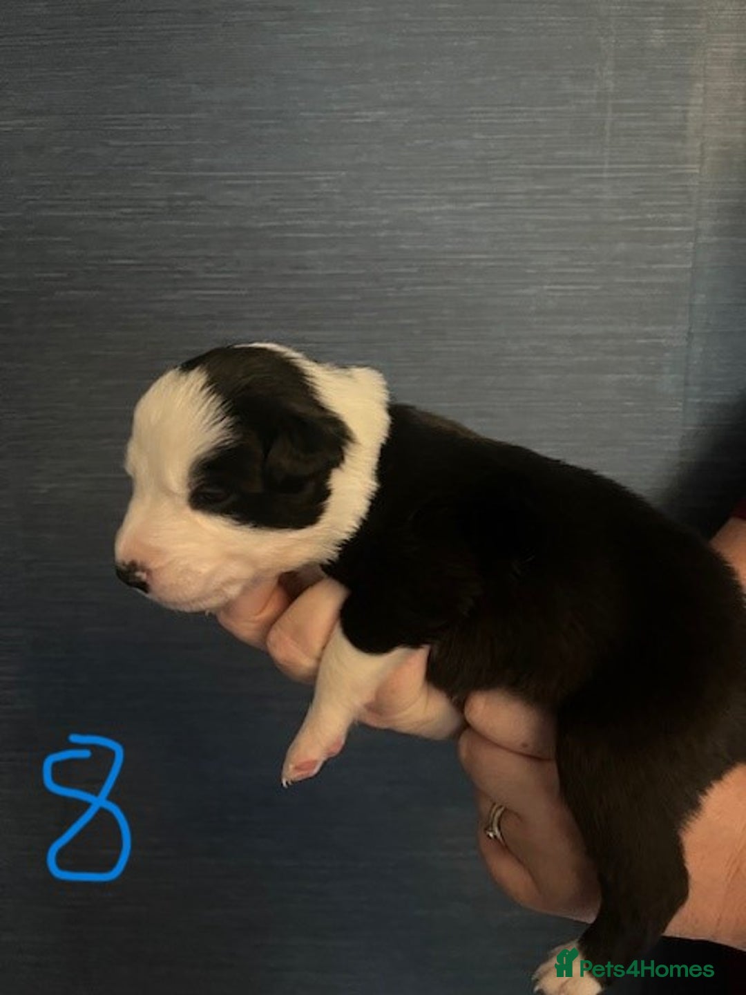 Border Collie dogs for sale: Border Collie Puppies - Image 20