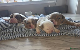 English Bulldog dogs for sale: Beautiful New english bulldogges  - Image 9