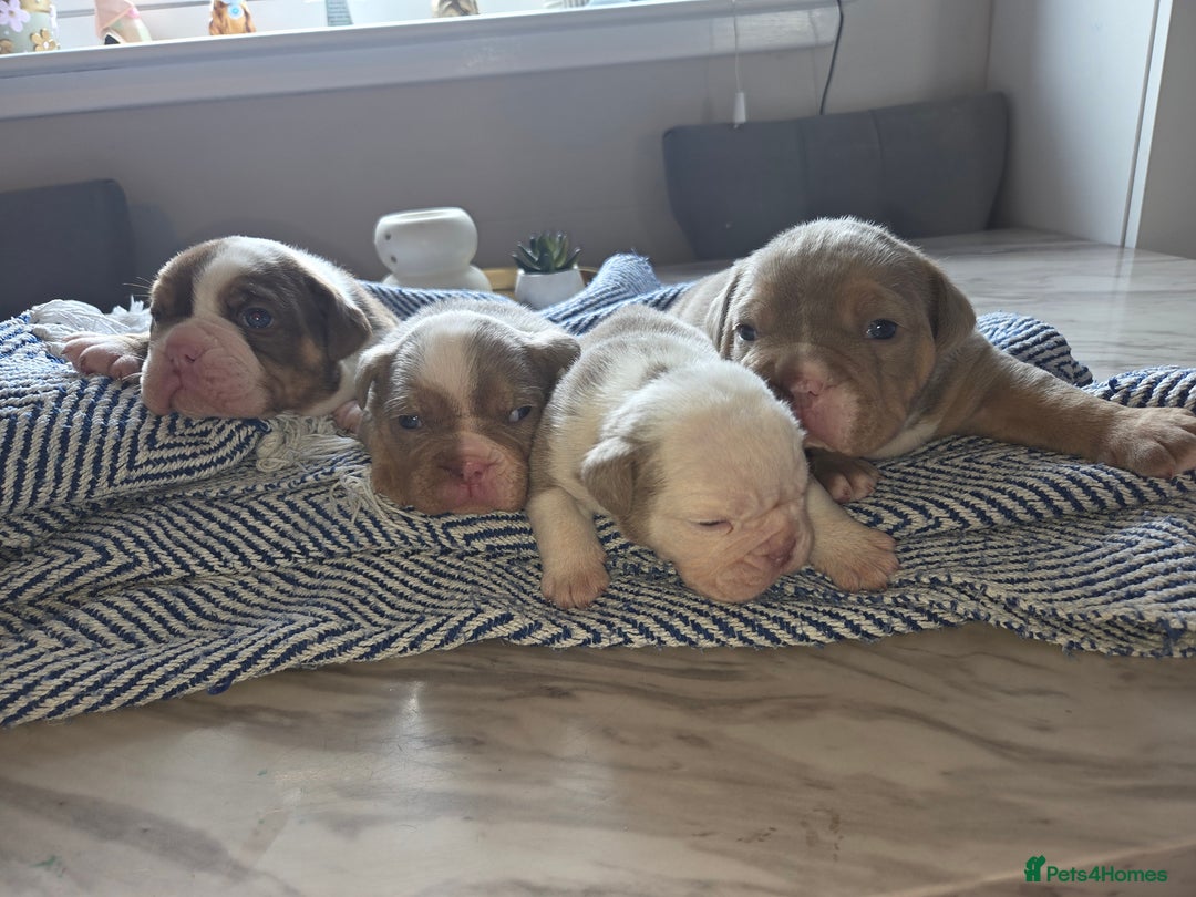 English Bulldog dogs for sale: Beautiful New english bulldogges  - Image 9