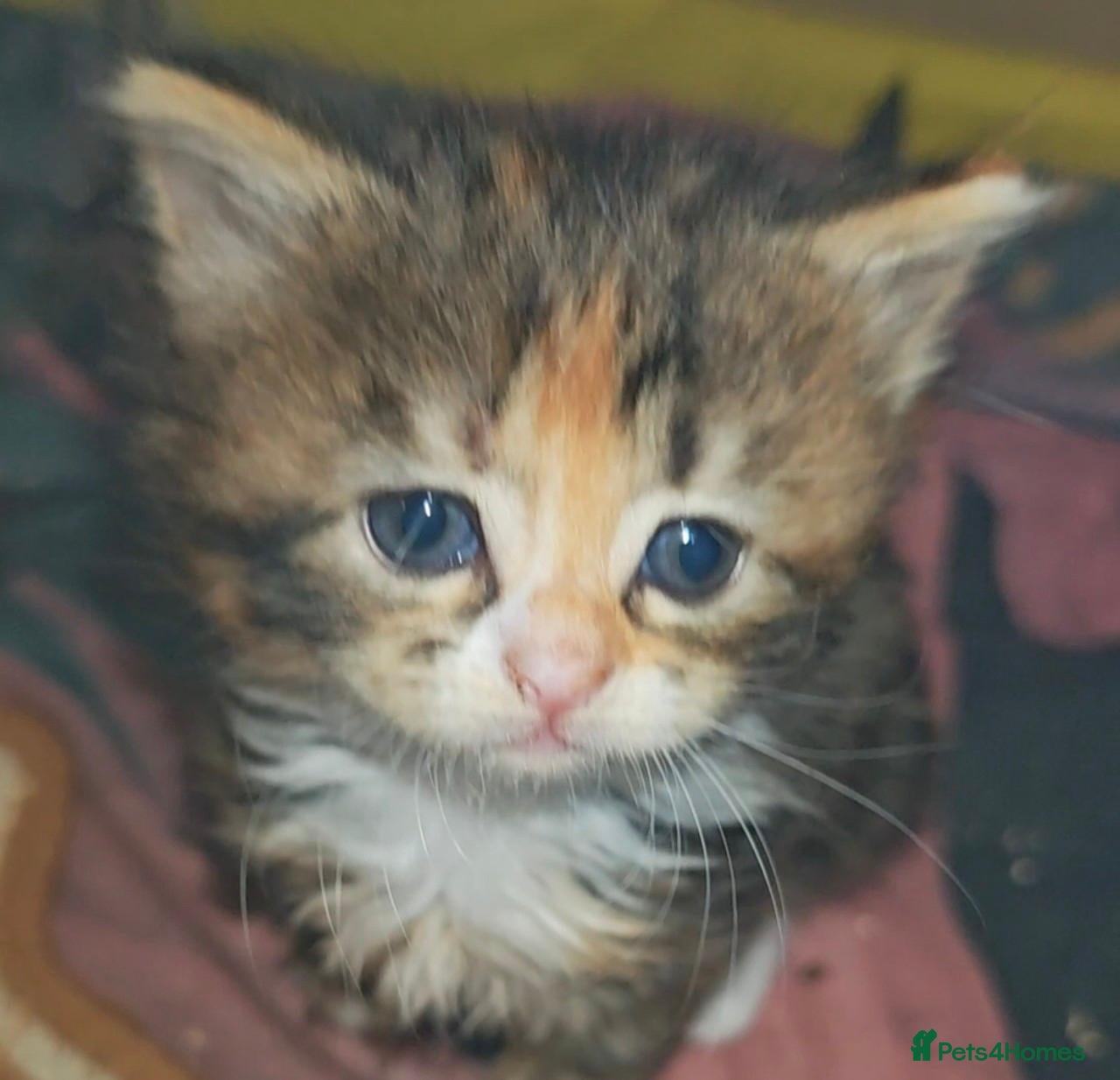 Mixed Breed cats 3 beautiful girls  - Advert 3