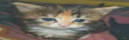 Mixed Breed cats for sale: 3 beautiful girls  - Advert 1