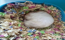 Hamster rodents for sale: Syrian hamster for sale  in Derby - Image 2