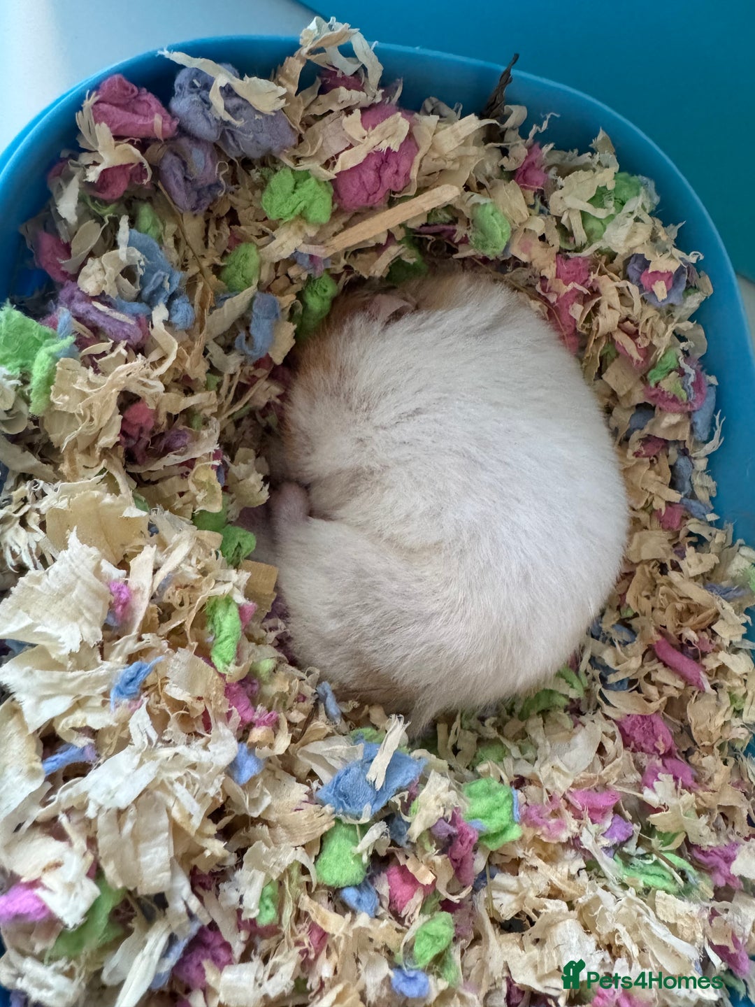 Hamster rodents for sale: Syrian hamster for sale  in Derby - Image 2